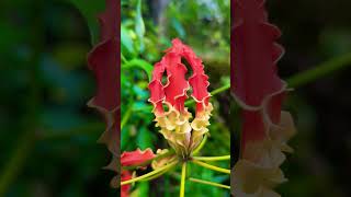 නියගලා මල  Gloriosa Superba 🌹 🌺natureinlifes flowers [upl. by Arod]