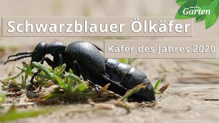 Schwarzblauer Ölkäfer  Käfer des Jahres 2020  MDR Garten [upl. by Lowrie806]