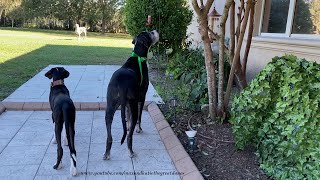 Great Dane Is Well Dressed for Squirrel Patrol amp Pool Drinking Lessons [upl. by Ynohtnacram]