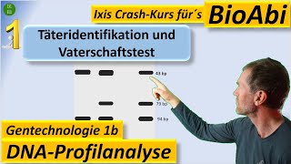 Gentechnik 2 DNAProfilanalyse  Täteridentifikation  Vaterschaftstest Gelelektrophorese [upl. by Ahsirhcal]