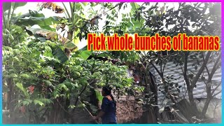 Vlog Daily  Pick whole bunches of bananas [upl. by Atinnod]