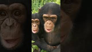 Return Chimpanzees to their Forest 2 apes chimpanzee wildlife orangutan [upl. by Kincaid]