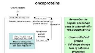 Virology 2013 Lecture 19  Transformation and oncogenesis [upl. by Donnenfeld]