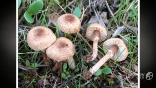 Lepiota helveola  fungi kingdom [upl. by Burger892]