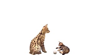 Serval Cat Plays With Ashera Cat Kitten [upl. by Nesta504]