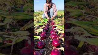 আমাদের মাঠের পেঁয়াজ🤯 This is the onion harvest season and rural farming life shorts trending [upl. by Pegma333]