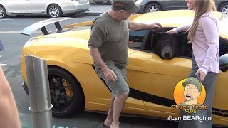 Bear in a Lamborghini  Chuck Testa [upl. by Husch356]