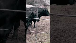 Cows Mooing incredibly loud [upl. by Einnig351]