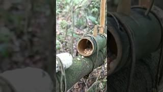 make squirrel trap using bamboo in the forest [upl. by Enaz]