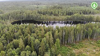 Puun pituudelta suojavyöhykettä  Metsälehti [upl. by Vanda]