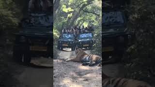 Amazing bengal tiger roar [upl. by Kristoffer]