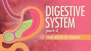 Digestive System Part 2 Crash Course Anatomy amp Physiology 34 [upl. by Attenal]