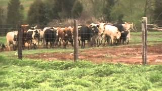 WORKING RANK RODEO BULLS WITH BORDER COLLIES [upl. by Inalaeham]