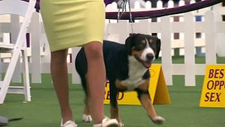 Entlebucher Mountain Dogs  Breed Judging 2020 [upl. by Saalocin939]