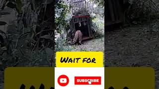 Tiger funny video comedy videos shortsvideo [upl. by Kcirdehs]