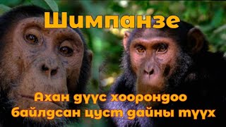 Шимпанзе сармагчингуудын цуст дайны түүх Гоё түүхүүд Goe tuuhuud mongol heleer kino tuuh Goy tvvh [upl. by Suneya917]