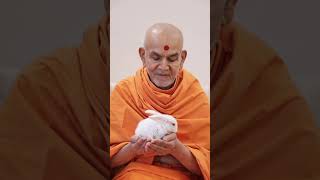 quotMune Maliya Harivar Dhanya Ghadiquot mahantswamimaharaj bapsmandir bapstemple baps swaminarayan [upl. by Clotilde]