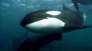 Blackfish Clip 3 [upl. by Haela]