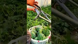 creative tool for transporting watermelon harvest shorts farming agriculture satisfying [upl. by Amles562]