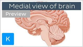 Medial view of the brain Midsagittal section preview  Anatomy  Kenhub [upl. by Trah]