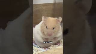 Angry Hamster healing funny healingpaws funnypet caninehealing [upl. by Nottap]