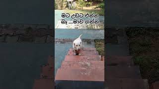 පඩි පෙළ නගින්න බැරිව [upl. by Rame723]