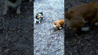 CORGIS in SLOW MOTION ACTION  shorts [upl. by Phio]