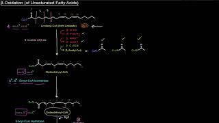 Fatty Acid Breakdown Beta β Oxidation of Unsaturated Fatty Acids free sample [upl. by Amelita]