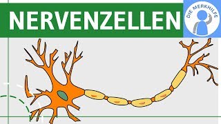 Bau amp Funktion von Nervenzellen  Nervensystem einfach erklärt  Neurobiologie [upl. by Anibla969]