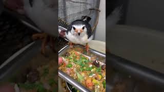 Xerxes The African Pygmy Falcon  Nature Nick Network [upl. by Ioab]