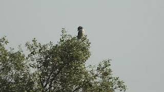 Lanius meridionalis  Alcaudon real  Iberian grey shire [upl. by Modnarb]