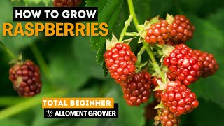 How to Grow Raspberries for a MASSIVE Harvest [upl. by Cassilda]