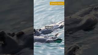 Adorable Sea Otters Holding Hands While Sleeping 🦦💕 Shorts [upl. by Ferdy]