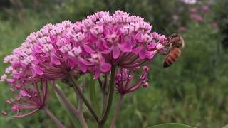 Swamp Milkweed [upl. by Krispin]