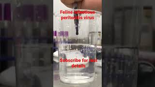 Feline infectious peritonitis virus FIP  Ascites in cats  Rivalta Test viral shorts cat [upl. by Rez997]