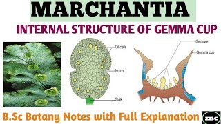 MARCHANTIA  Internal Structure of GEMMA CUP  Bsc Botany Notes with Full Explanation ZBC [upl. by Nivat]