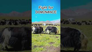 Ultimate Yak Showdown Battle for Supremacy animals shorts [upl. by Kelleher809]