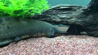 My 13quot Australian Lungfish and tank mates [upl. by Noir]