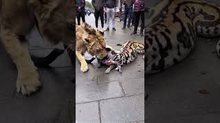 The lion was fighting a giant python on the street people just stood and watched [upl. by Armmat374]