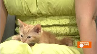 Everyday Iowa  Kittens from Cedar Valley Humane Society [upl. by Eitac]