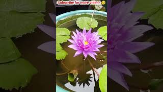 King of siam water lily KOS ☺😍 waterlilyplant tropicalwaterlily waterlily [upl. by Eleonora484]