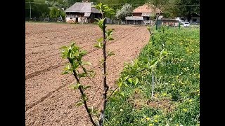 Livada mea de pomi fructiferi taiat si curatat la pomi de doi ani pruning young fruit trees 2018 [upl. by Winson290]