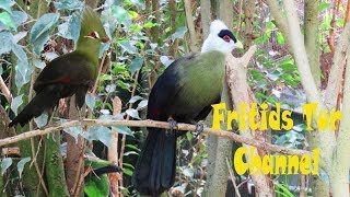 Whitecrested turaco amp Guinea turaco Sings [upl. by Hurwitz]