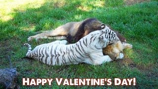 BIG CAT Valentines Day [upl. by Danny]