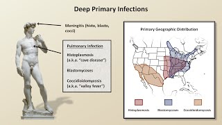 An Overview of Fungal Infections Fungal Infections  Lesson 2 [upl. by Esaele]