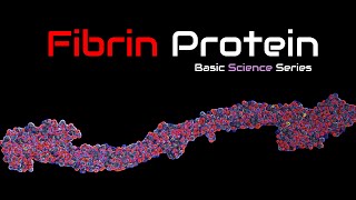 Fibrinogen  Fibrin 3D Structure  Function  Fibrinogen  Blood Proteins  Basic Science Series [upl. by Lias]