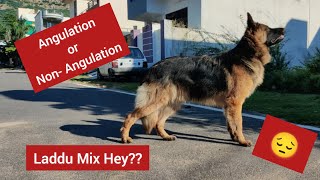 Angulation vs Straight Back German Shepherd Dog  kya laddu mix Breed hey 😳😳 😭 [upl. by Sucirdor]