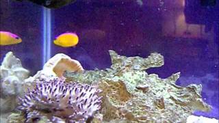 20111001 Dottyback attacking shrimpwmv [upl. by Annauqahs]