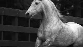 Berber Horse from Haras Cavalheiro  Produced by Raphael Macek [upl. by Idnal]