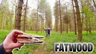 How to find harvest and use Fatwood Make natural wood preserver [upl. by Alberto154]